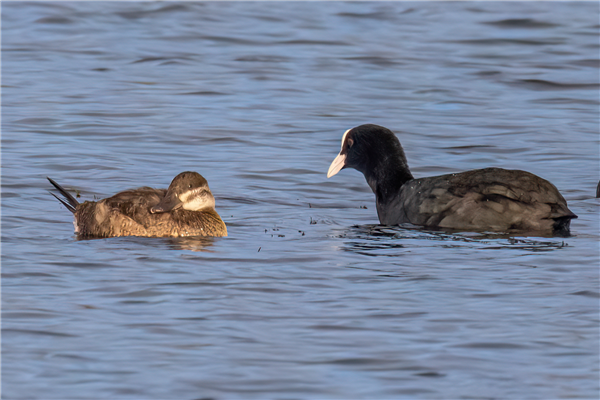 Photo of Ruddy Duck at undisclosed, Hampshire - Going birding Hampshire