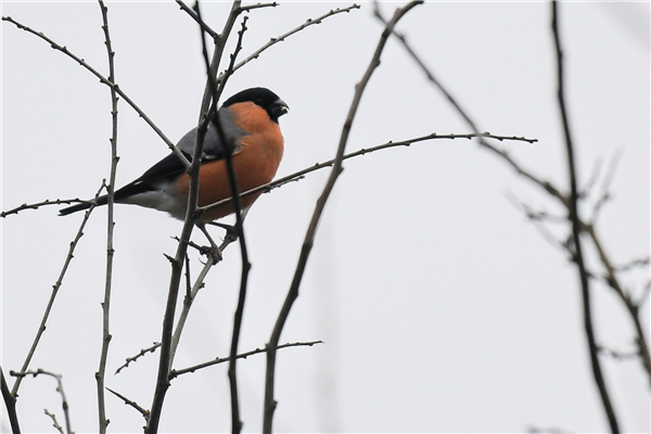 Bullfinch