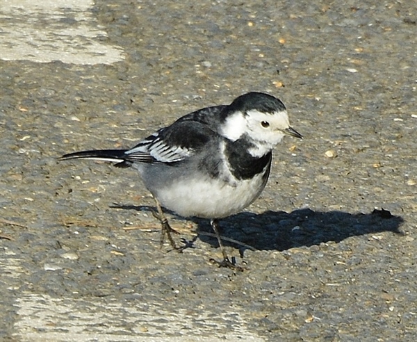 Pied Wagtail