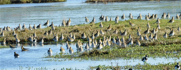 Golden Plover