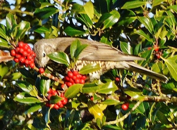 Fieldfare