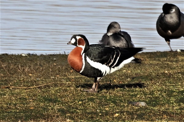 Red-breasted Goose