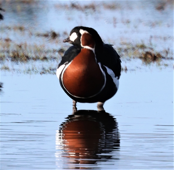 Red-breasted Goose