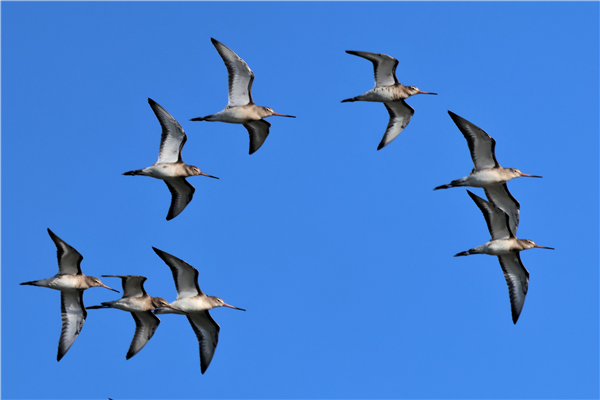 Black-tailed Godwit