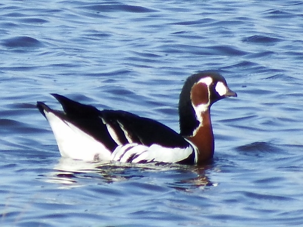 Red-breasted Goose