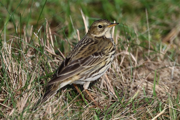 Meadow Pipit