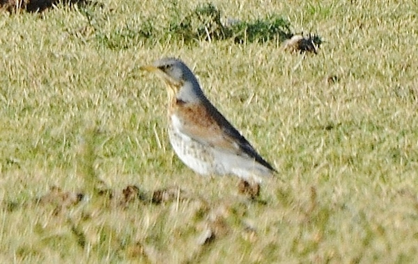 Fieldfare