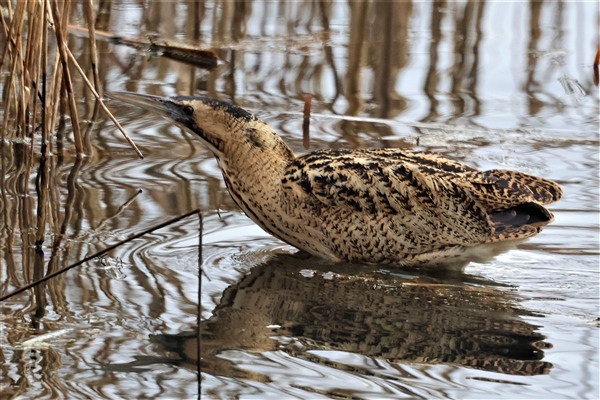 Bittern