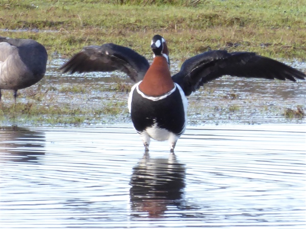 Red-breasted Goose