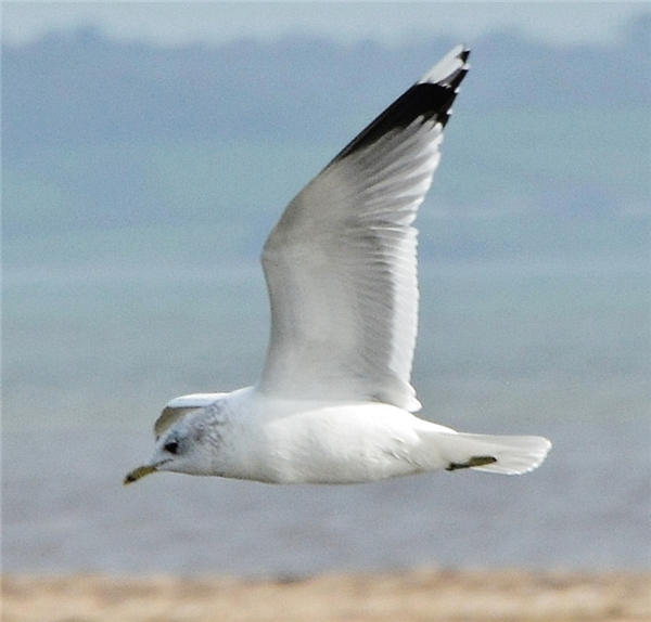 Little Gull