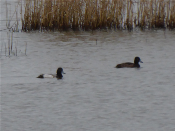 Scaup