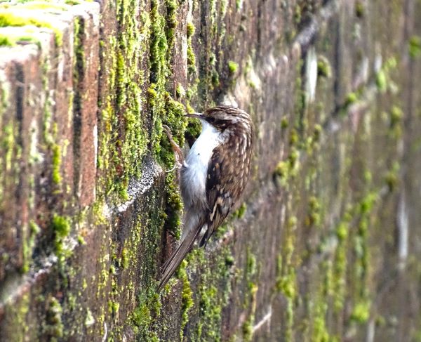 Treecreeper