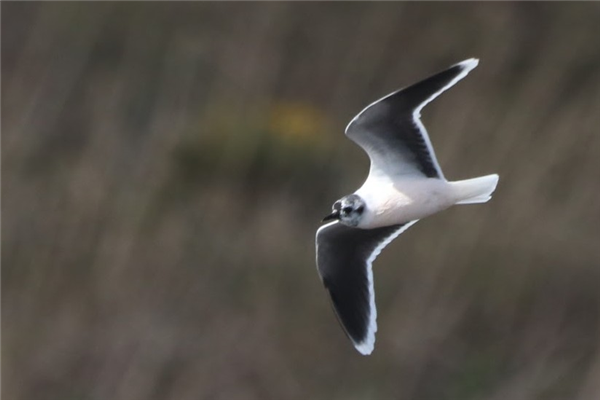 Little Gull