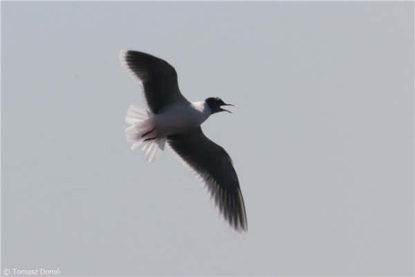 Little Gull