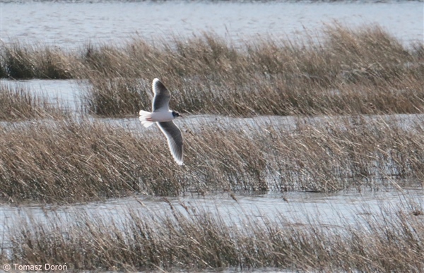 Little Gull