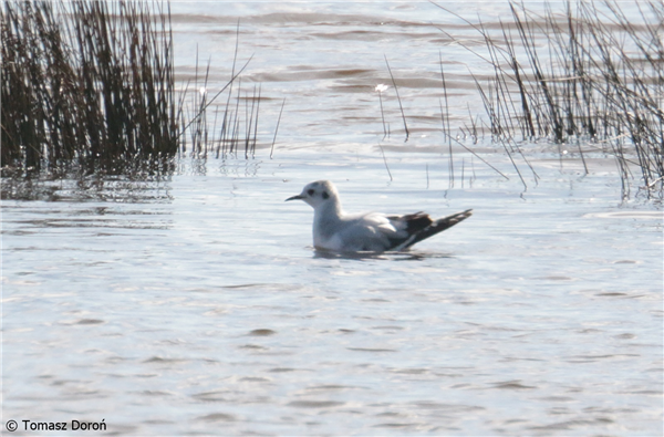 Little Gull