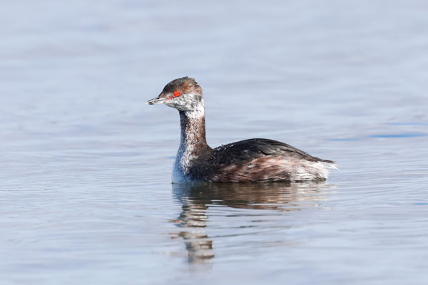 Slavonian Grebe