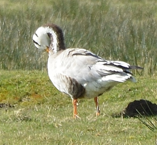 Bar-headed Goose