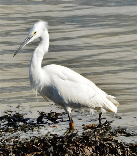 Great White Egret