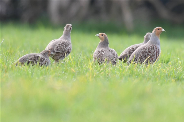 Grey Partridge