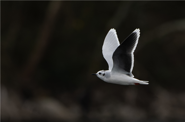 Little Gull