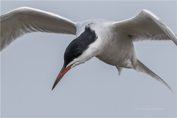 Common Tern