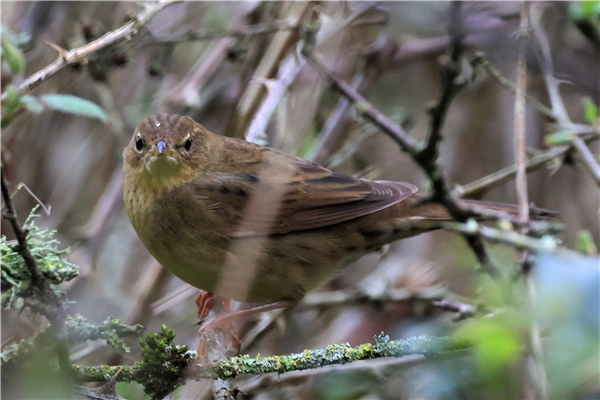 Grasshopper Warbler