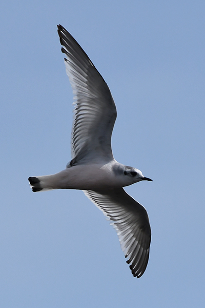 Little Gull