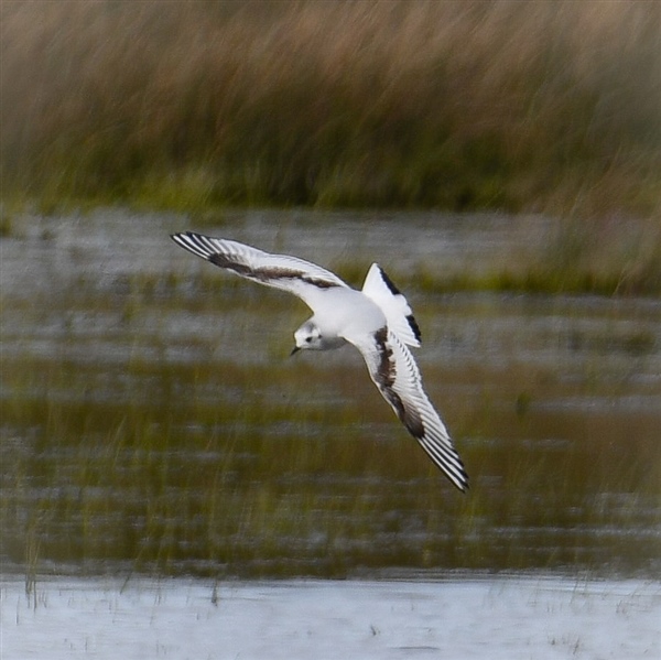 Little Gull