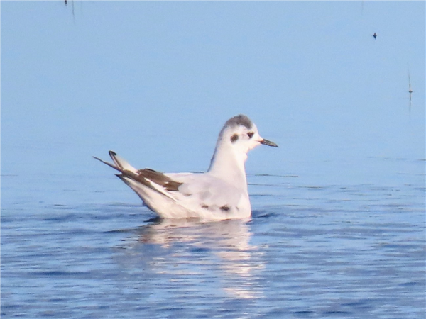 Little Gull