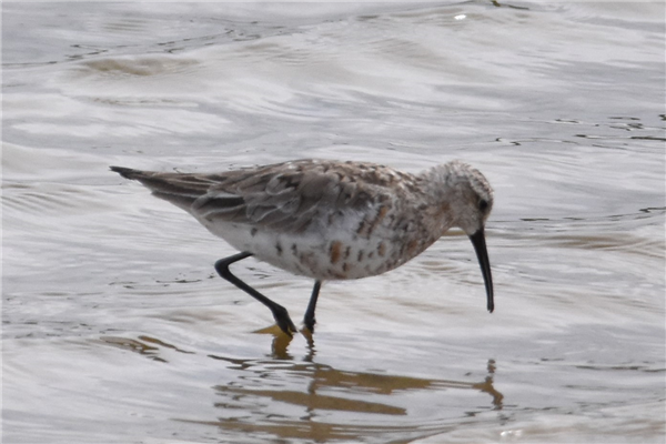 Curlew Sandpiper