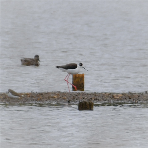 Black-winged Stilt