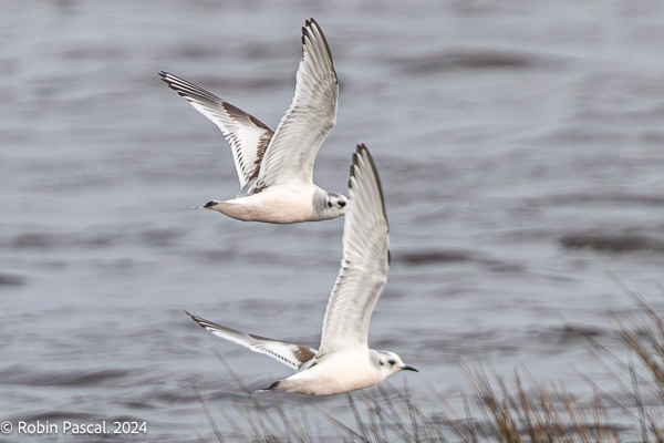 Little Gull