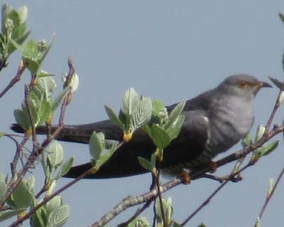 Cuckoo