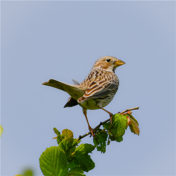 Corn Bunting