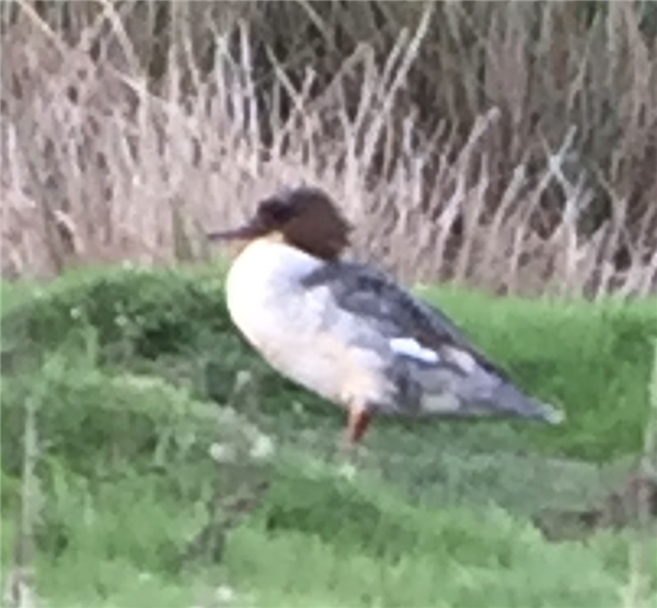 Goosander