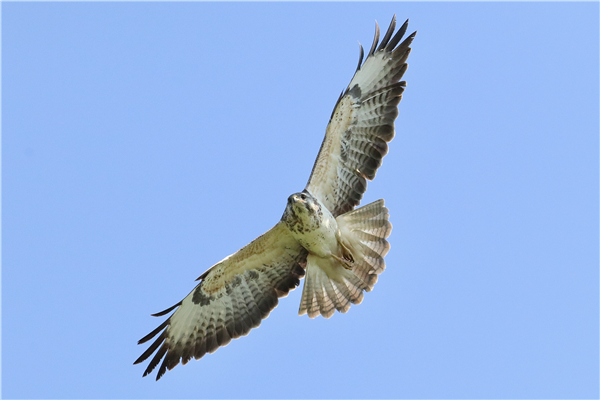 Buzzard