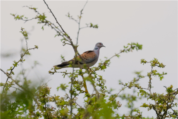 Photo - Going birding Hampshire