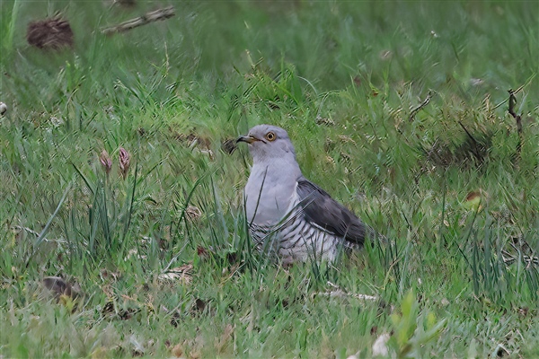 Cuckoo