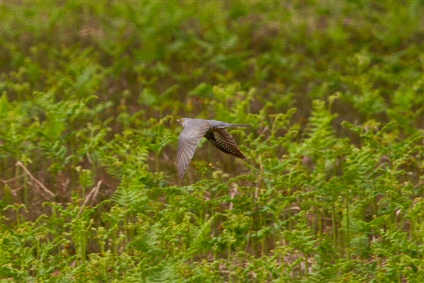 Cuckoo