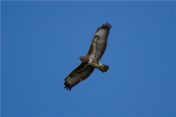 Buzzard