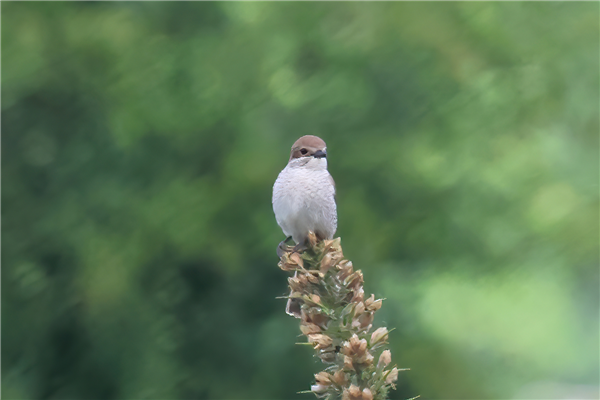 Red-backed Shrike