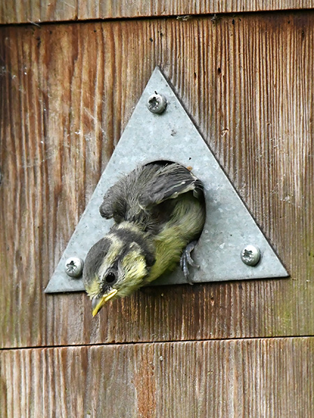 Blue Tit