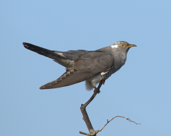 Cuckoo