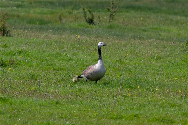 Canada Goose