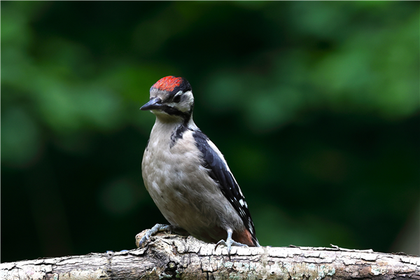 Photo - Going birding Hampshire