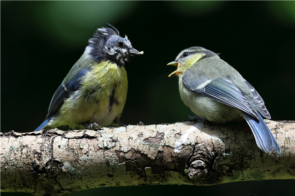 Blue Tit