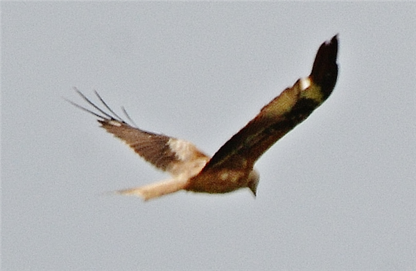 Red Kite