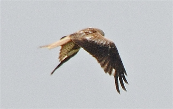 Red Kite