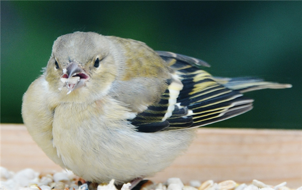 Chaffinch